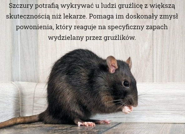 Ciekawostka o szczurach